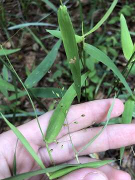 Panicum commutatum Schult.的圖片