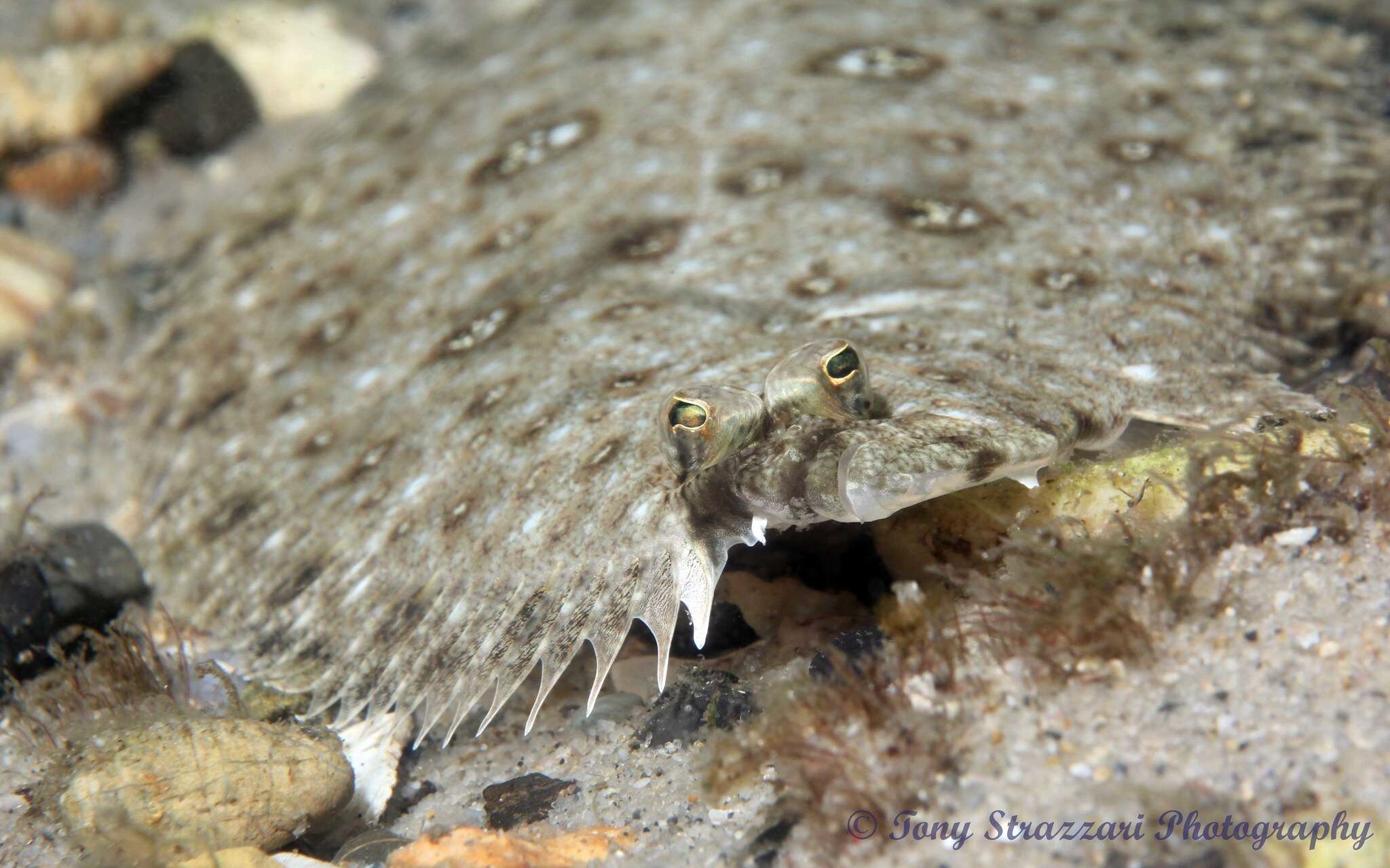 Image of Jenyn&#39;s flounder