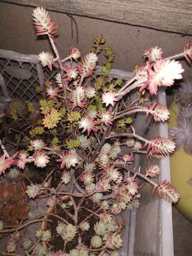 Image of Sedum griseum Praeger