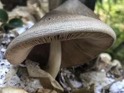 Image of straw mushroom