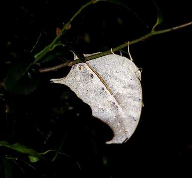 Image of Protogoniomorpha duprei (Vinson 1863)