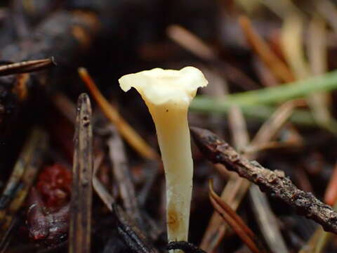 Image of Clavicorona taxophila (Thom) Doty 1947