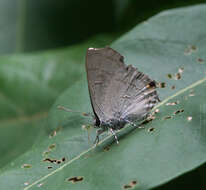 Image of Hypolycaena erylus himavantus Fruhstorfer 1912