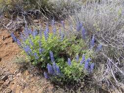 Imagem de Lupinus argenteus var. palmeri (S. Watson) Barneby