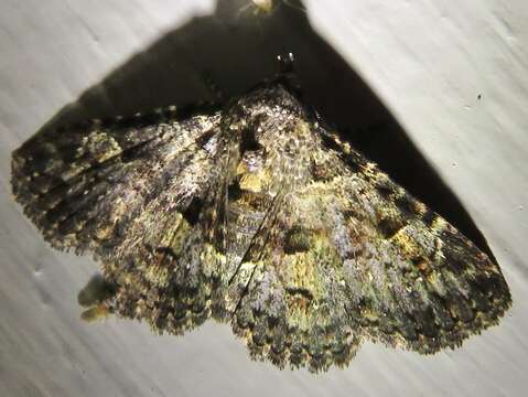 Image of Common Fungus Moth