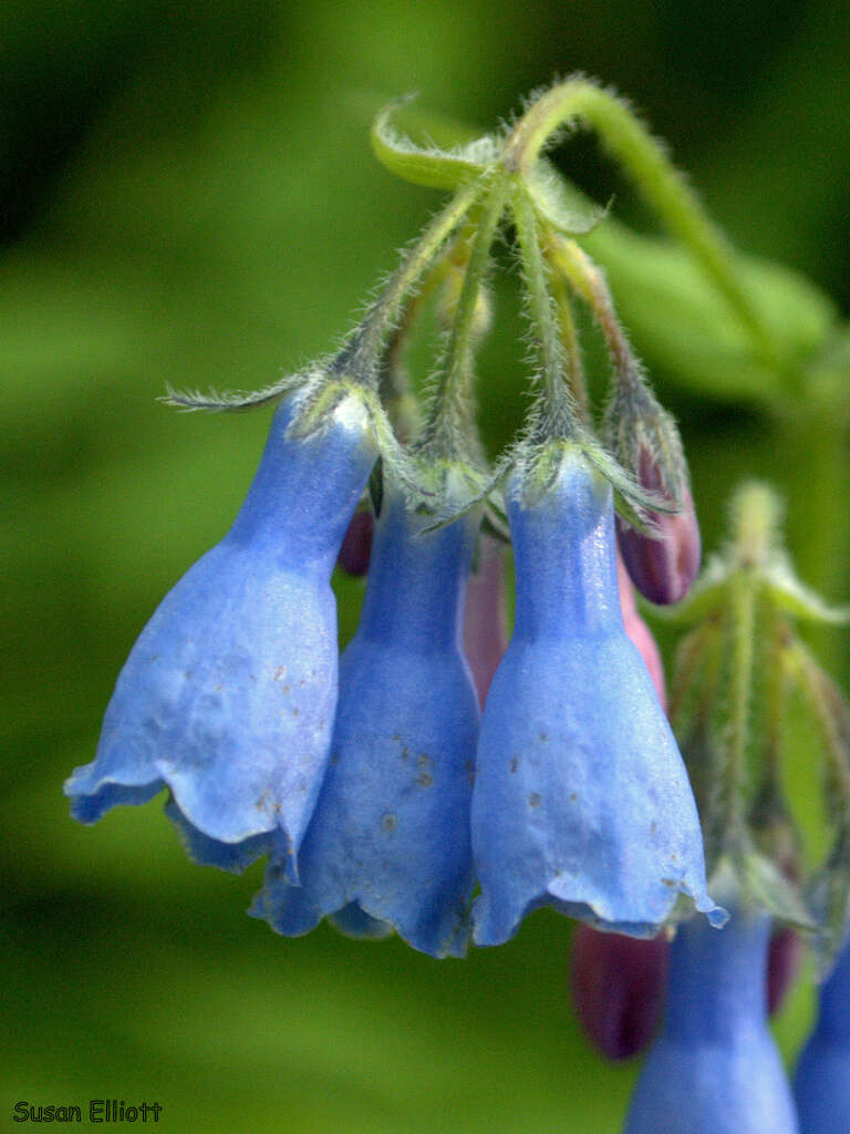 Image of tall bluebells