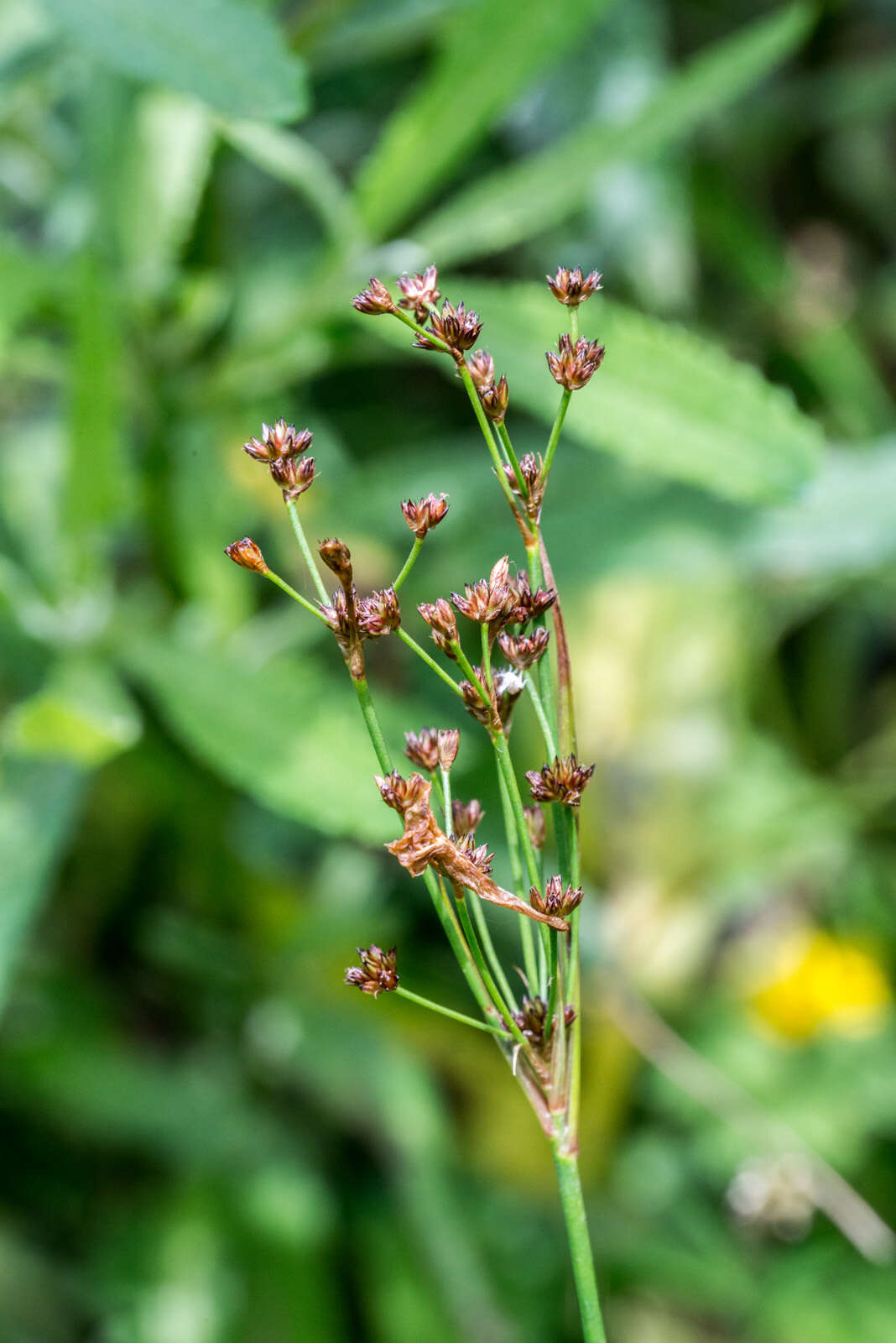 Juncus planifolius R. Br.的圖片