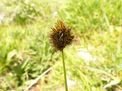 Image of cloud sedge