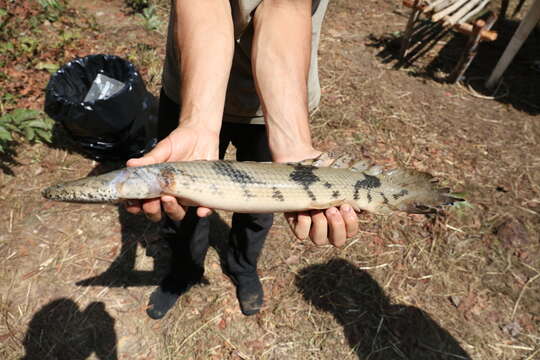 Image of Saddled bichir