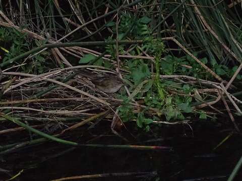 Image of Little Grassbird