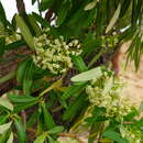 Image of Alstonia actinophylla (Cunn.) Schumann