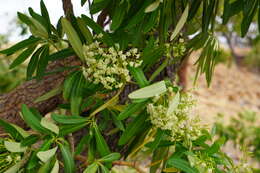 Alstonia actinophylla (Cunn.) Schumann的圖片