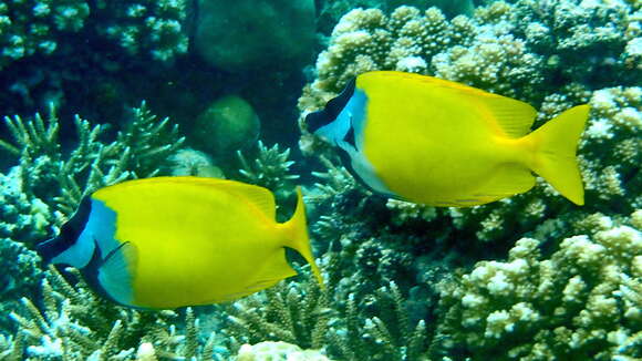 Image of Foxface rabbitfish