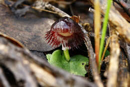 Image of Stately helmet orchid