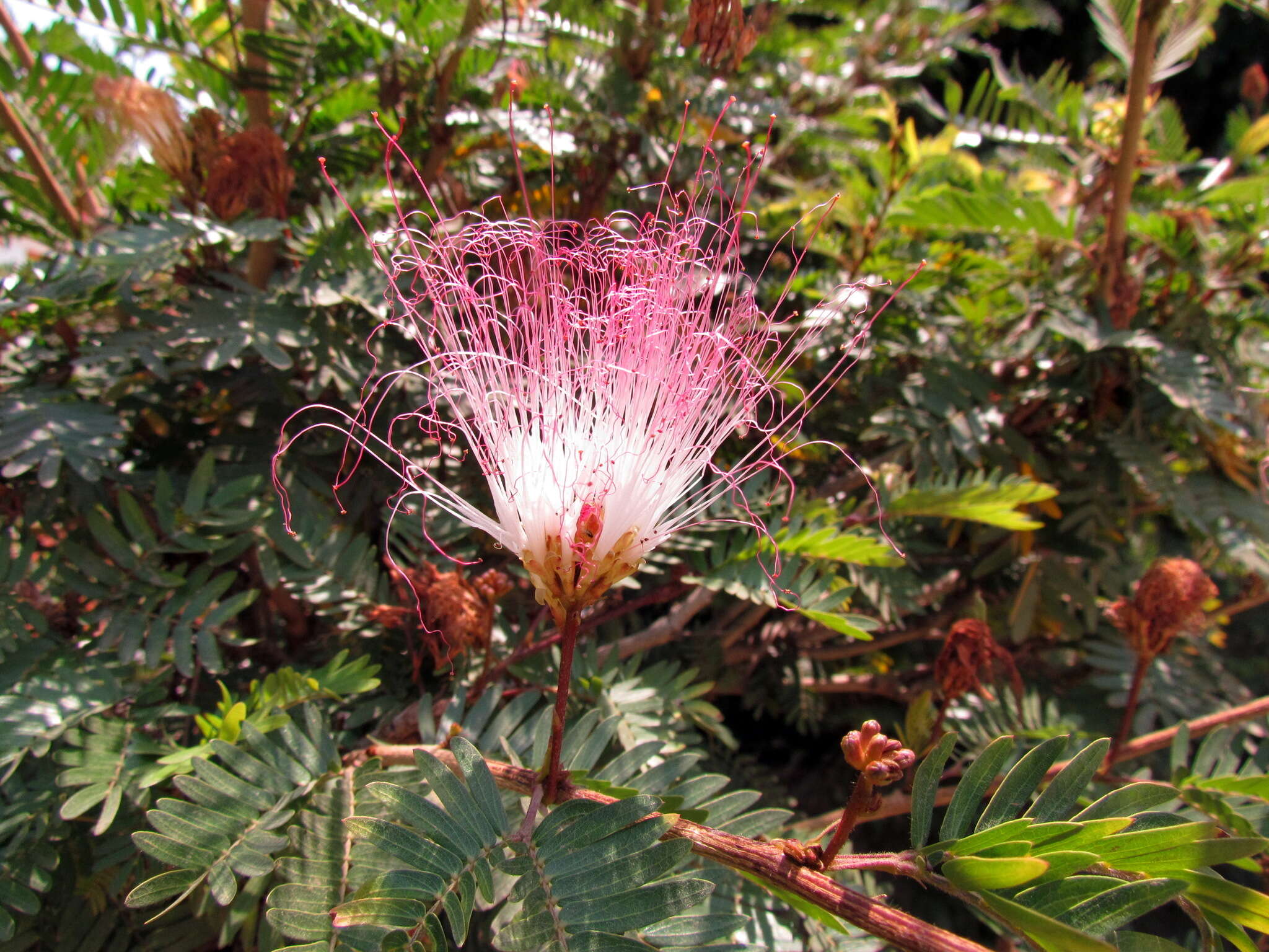 Imagem de Calliandra parvifolia (Hook. & Arn.) Speg.