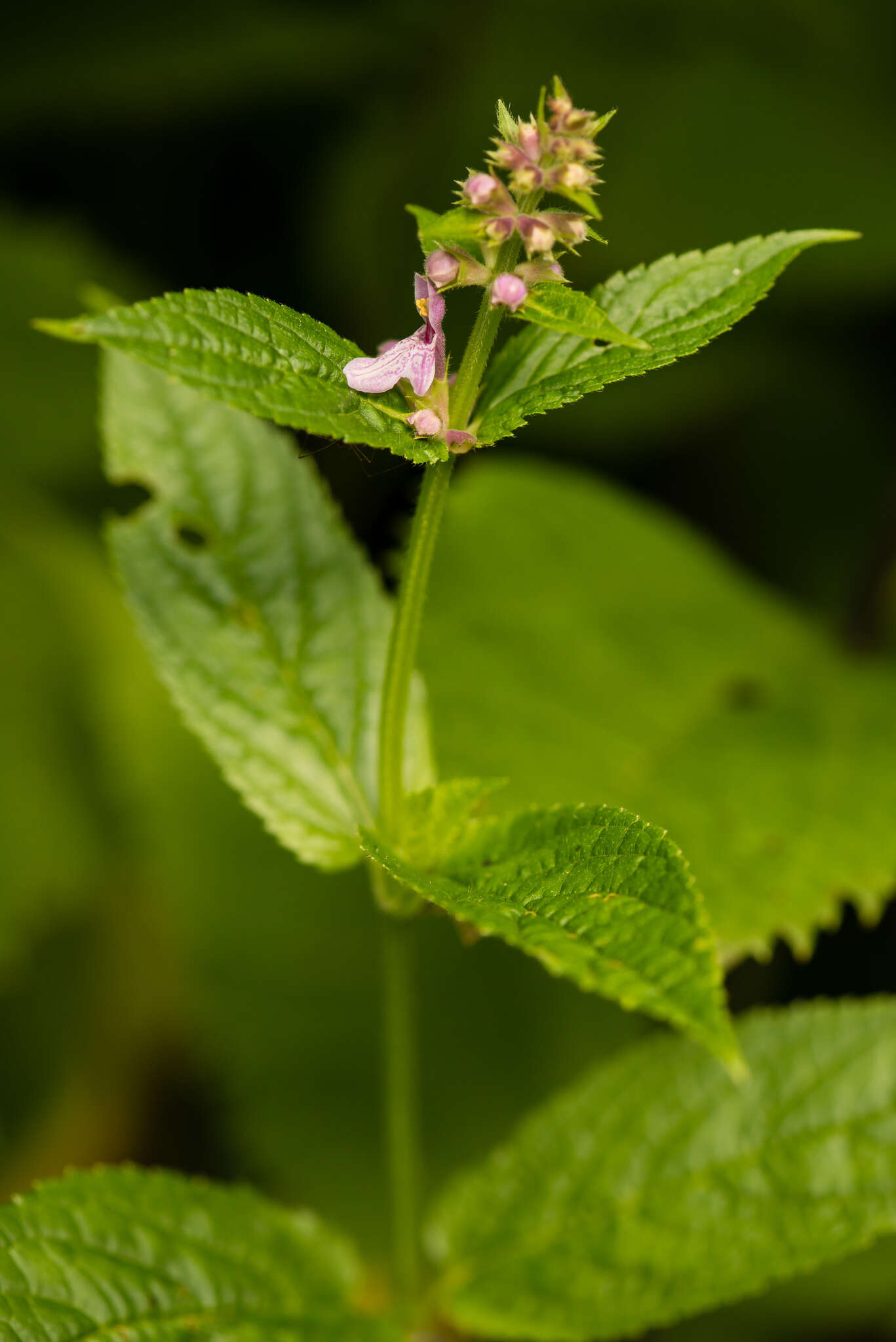 صورة Stachys latidens Small