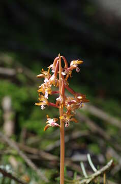 Image of summer coralroot