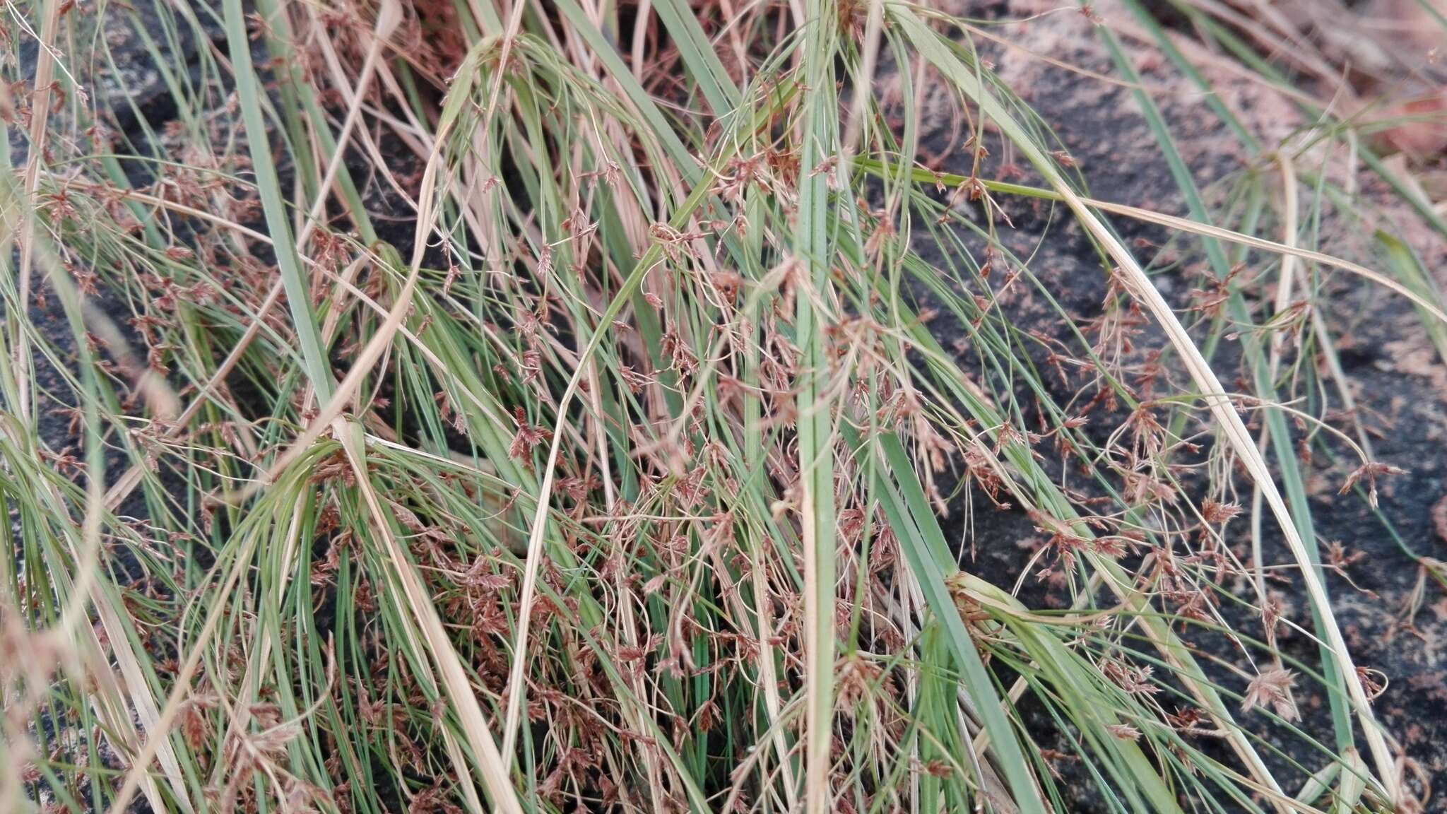 Image of Cyperus leptocladus Kunth