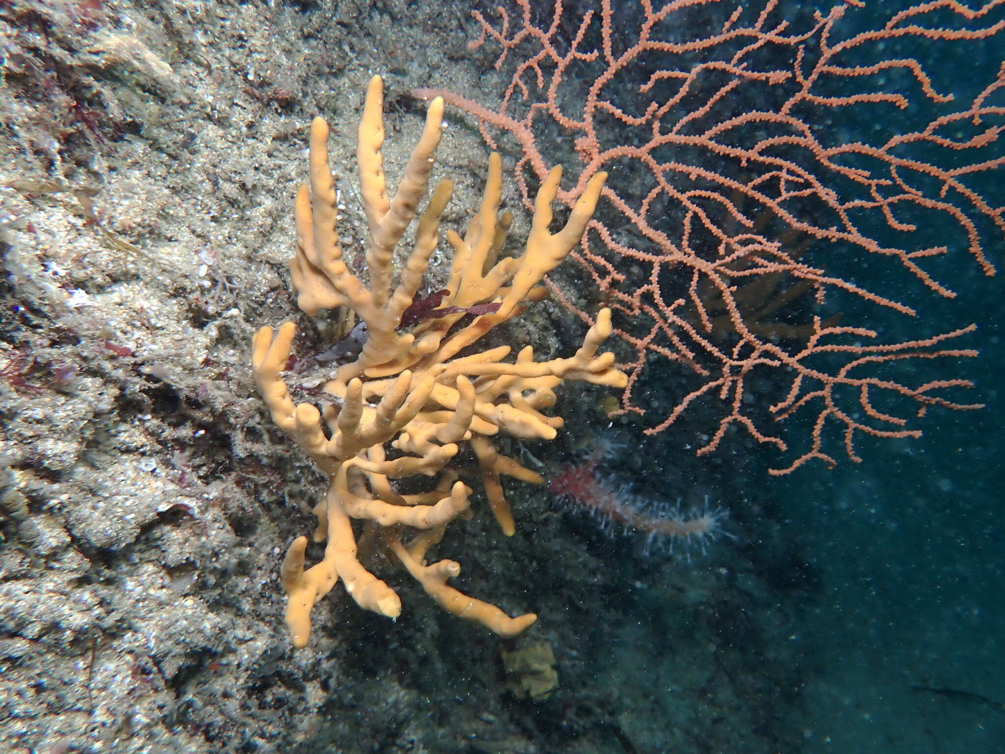 Image de Axinella dissimilis (Bowerbank 1866)