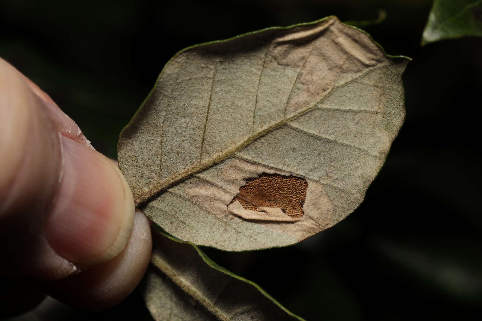 Phyllonorycter messaniella (Zeller 1846)的圖片