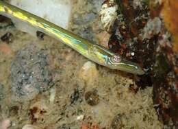 Image of Straightnose Pipefish