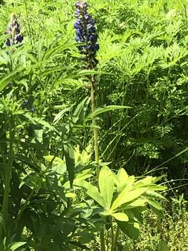 Image of sundial lupine