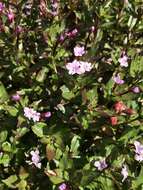 Слика од Epilobium australe Poepp. & Hausskn.