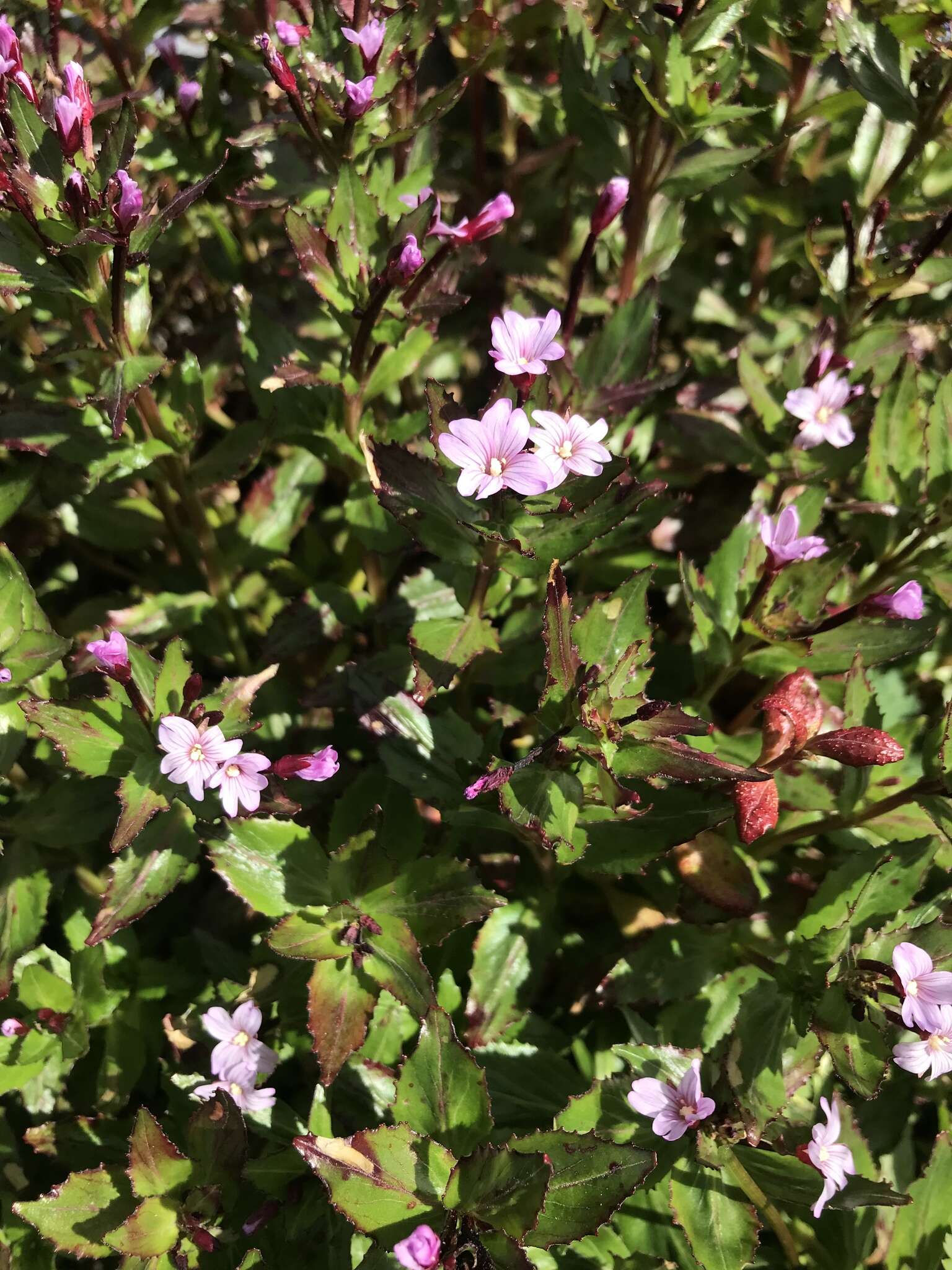 Image of Epilobium australe Poepp. & Hausskn.