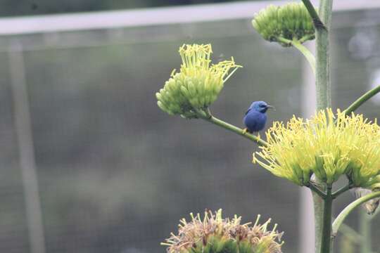 Image of Shining Honeycreeper