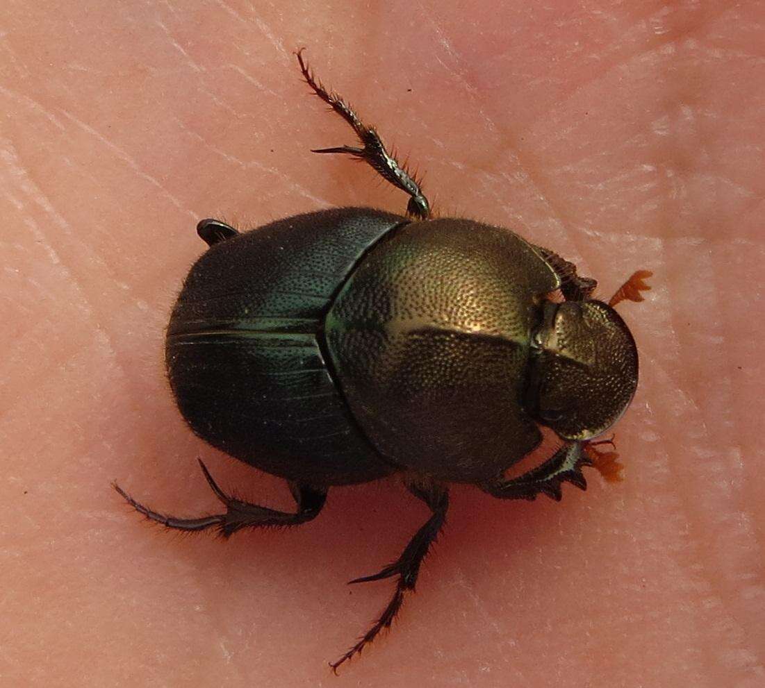 Image of Proagoderus aureiceps (D' Orbigny 1902)