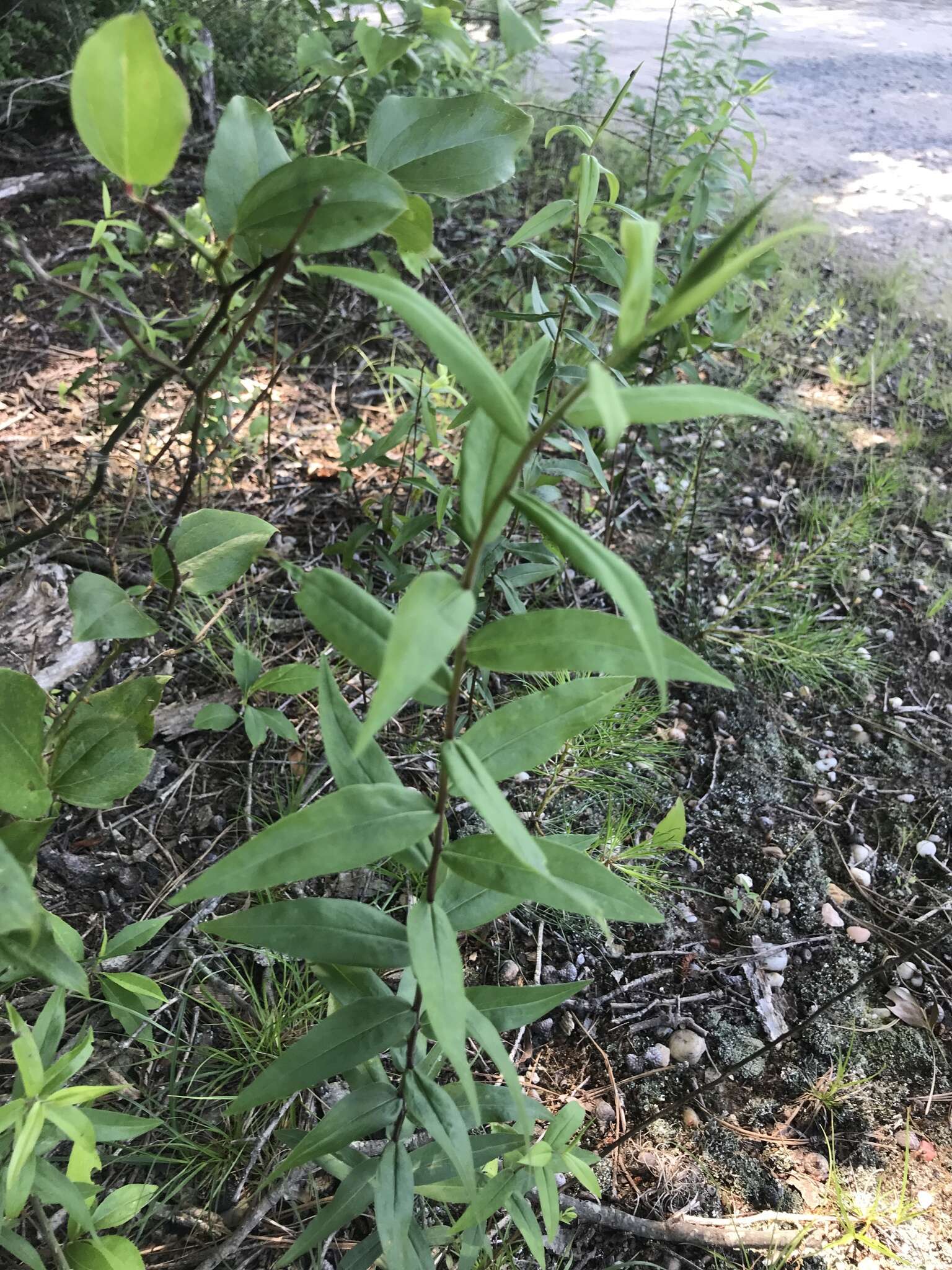 Image of anisescented goldenrod