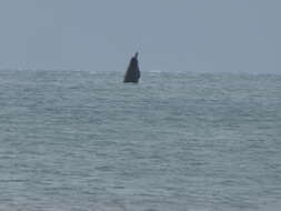 Image of Arnoux's Beaked Whale