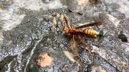 Image of Polistes mexicanus Bequard 1940