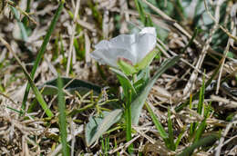 صورة Ranunculus amplexicaulis L.