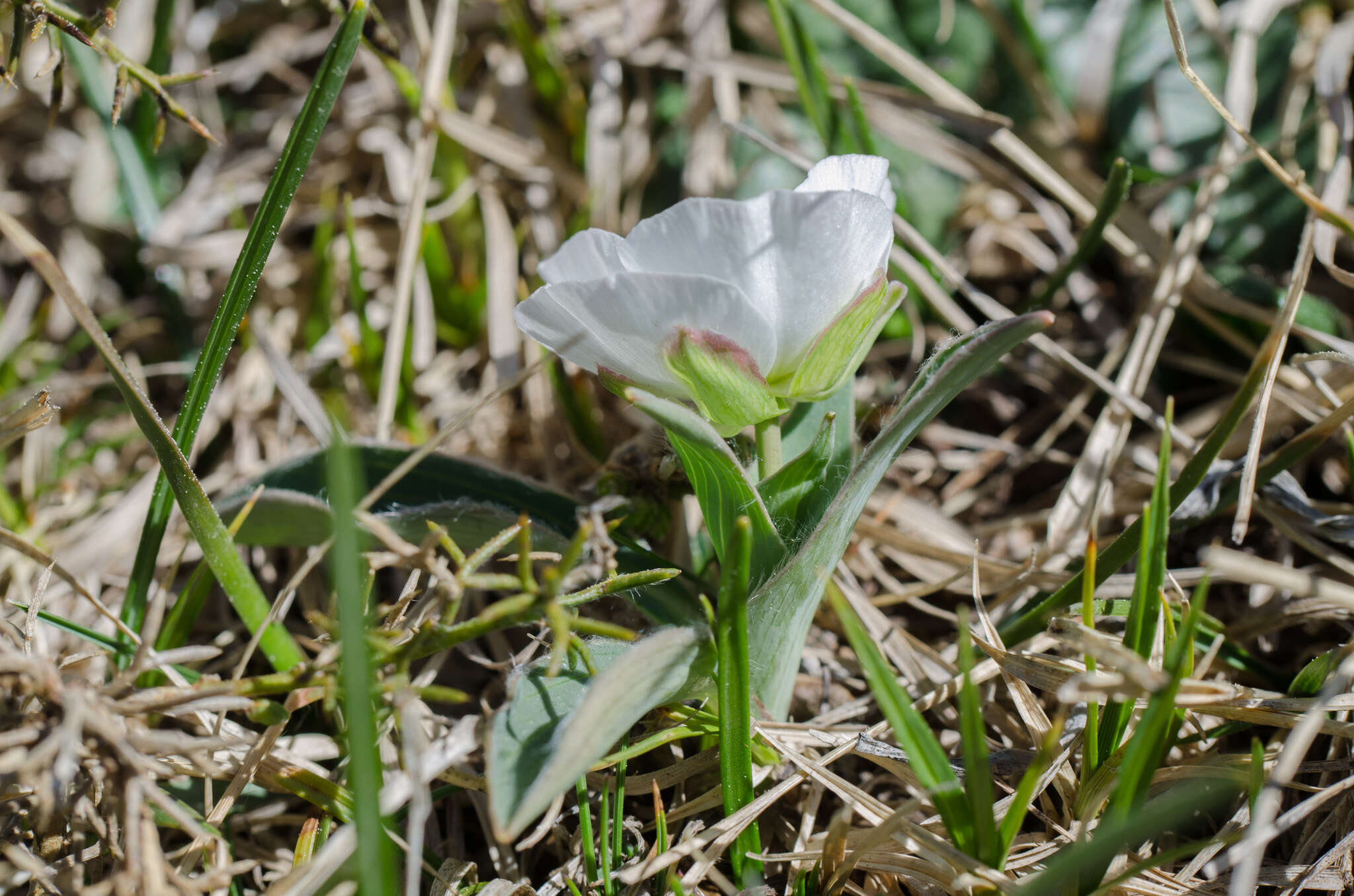 صورة Ranunculus amplexicaulis L.