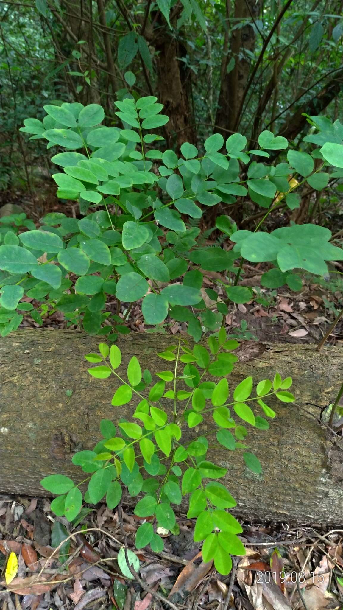 Imagem de Maackia taiwanensis H. Hoshi & H. Ohashi