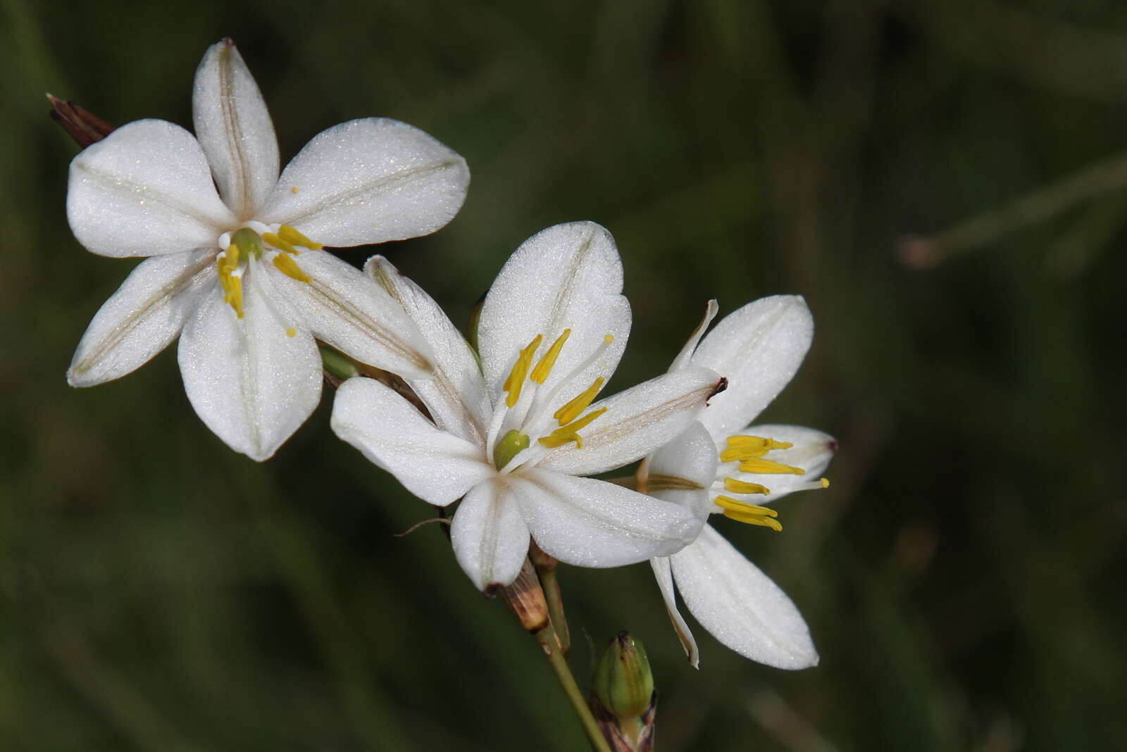 Plancia ëd Chlorophytum fasciculatum (Baker) Kativu