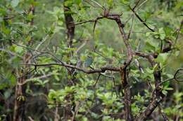 Image of Indian Pitta