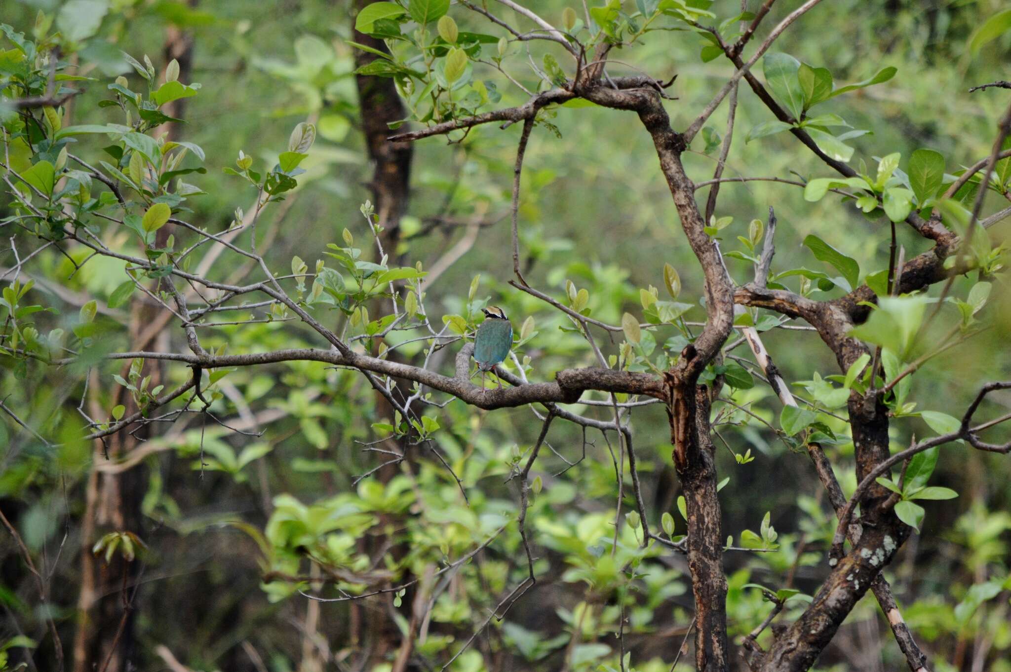 Image of Indian Pitta