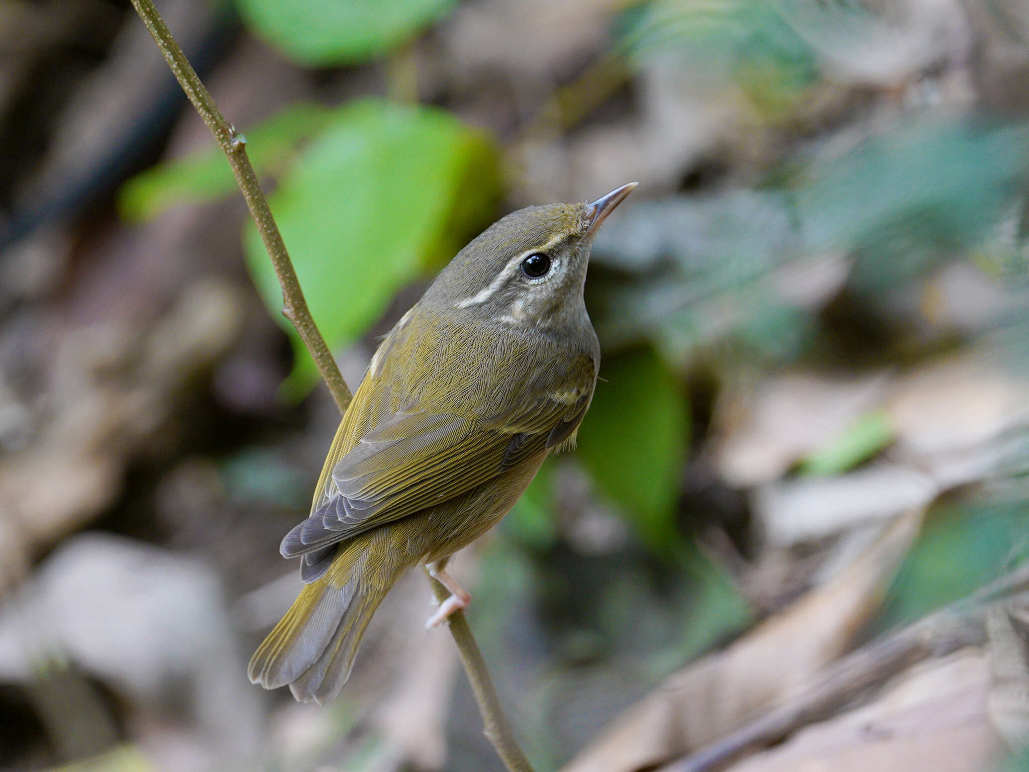 Image of Sakhalin Leaf Warbler