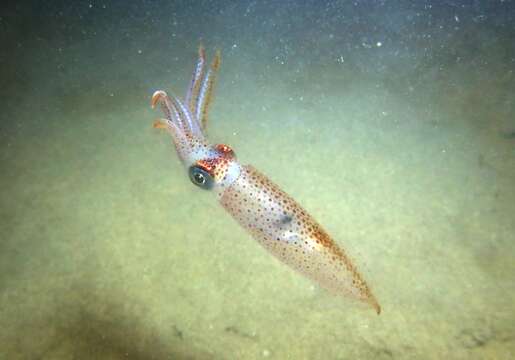 Слика од Alloteuthis media (Linnaeus 1758)