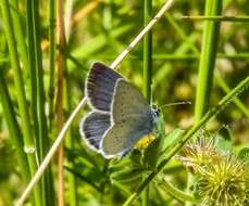 Image of Lorquin’s Blue