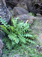 Image of Chorro Creek bog thistle