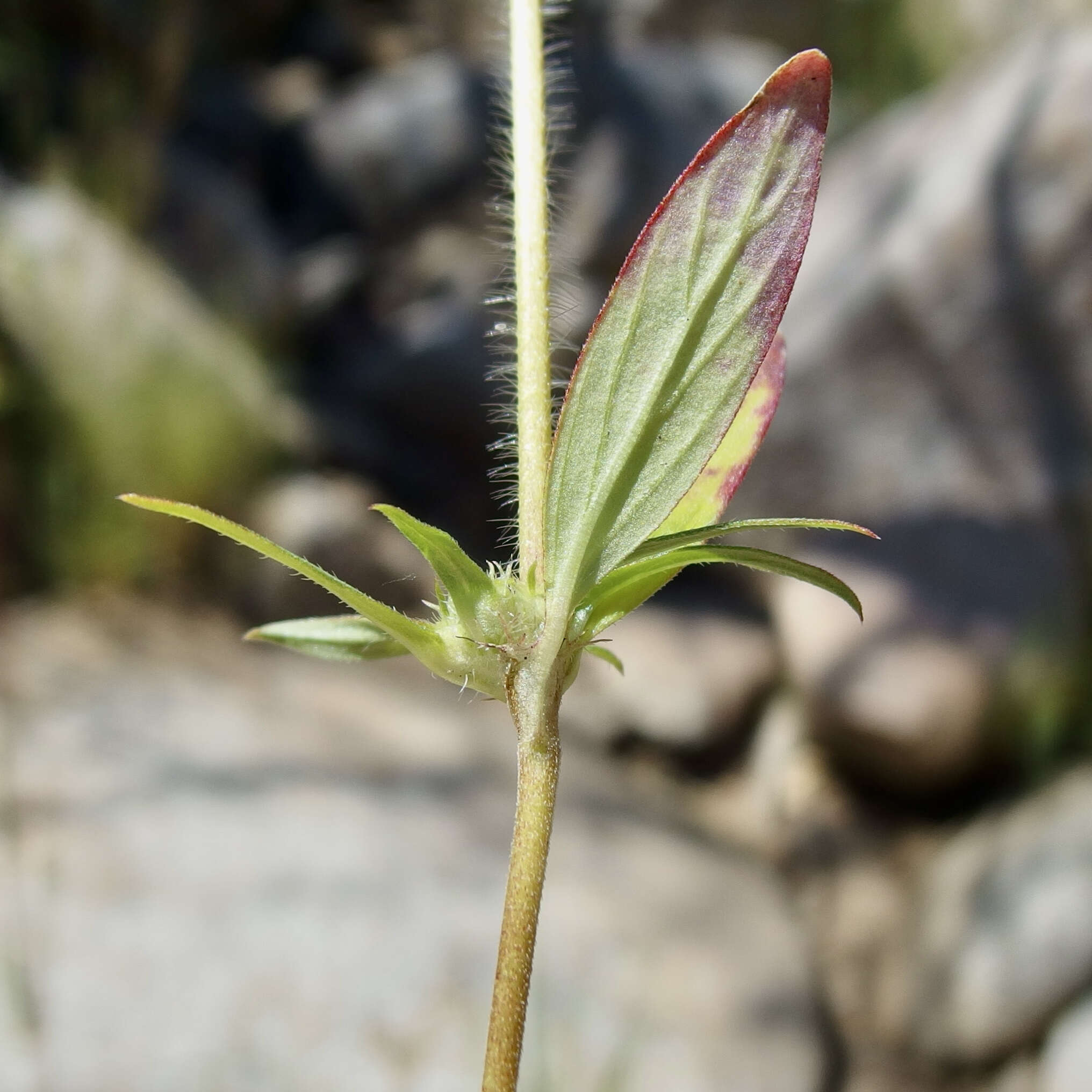 Image of Crusea wrightii A. Gray