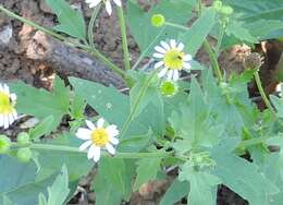 Image of shortray rockdaisy