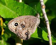 Image of Great Basin Wood Nymph