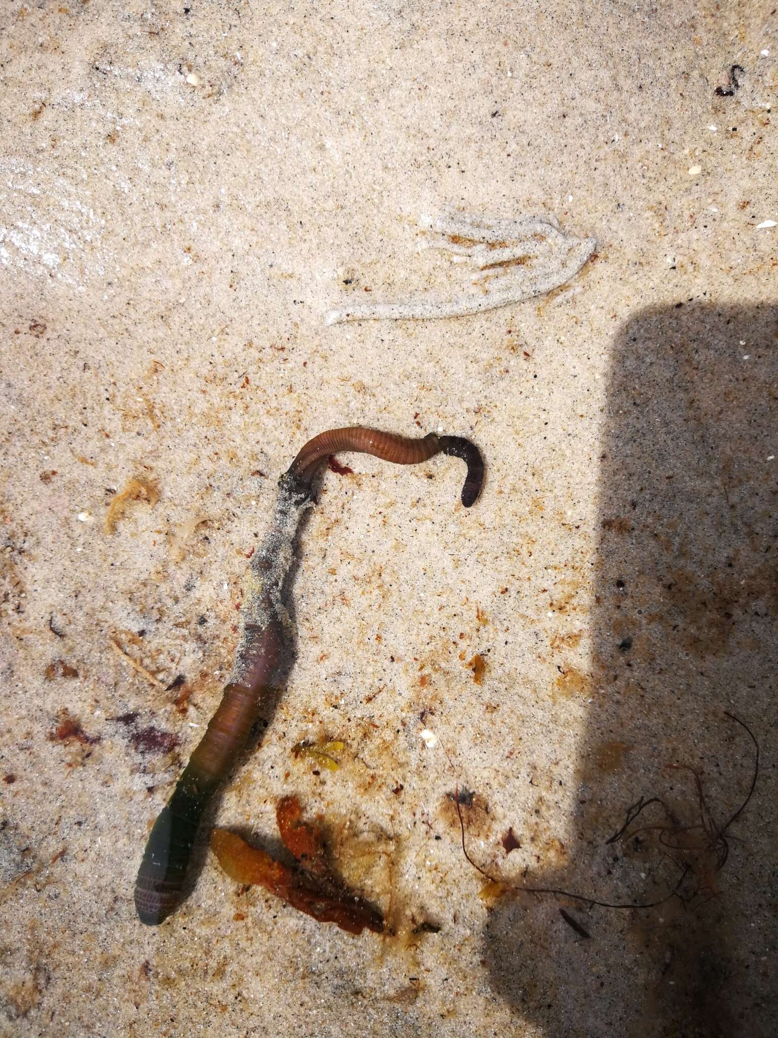 Image of black lug worm