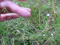 Слика од Myosotis secunda A. Murray