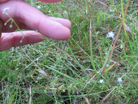 Слика од Myosotis secunda A. Murray