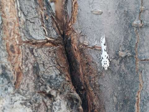 Image de Ethmia candidella Alphéraky 1908